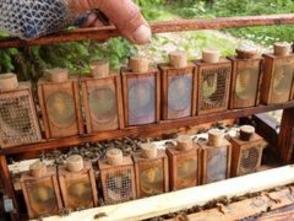 Bienen